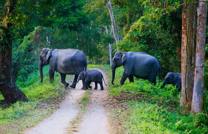 Coorg Wildlife Tour Packages | call 9899567825 Avail 50% Off